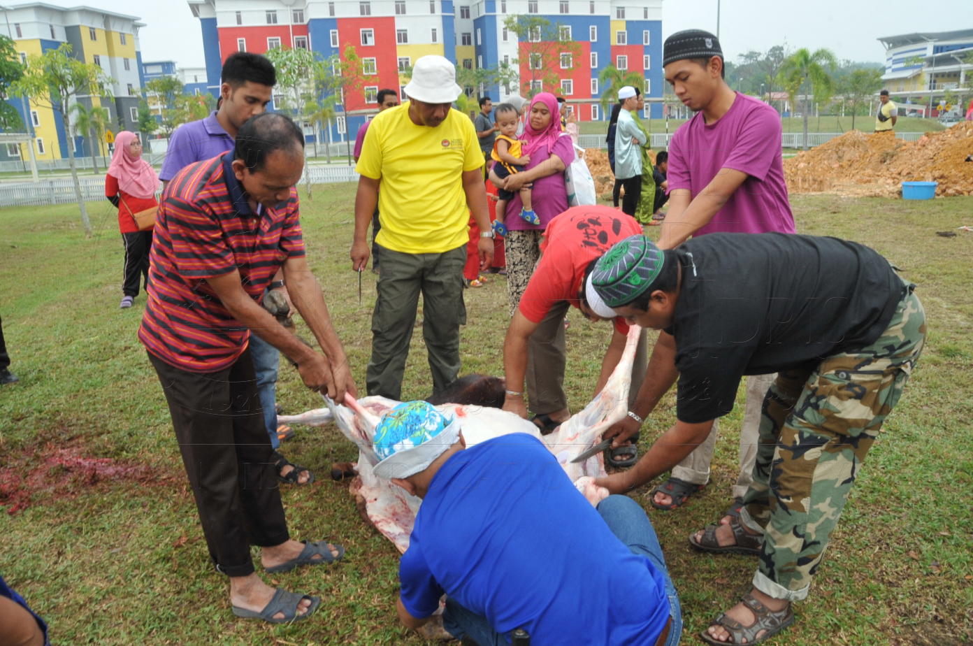 PRO15 150 KORBAN HAS 6847